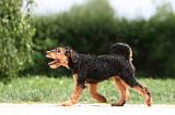 AIREDALE TERRIER 331